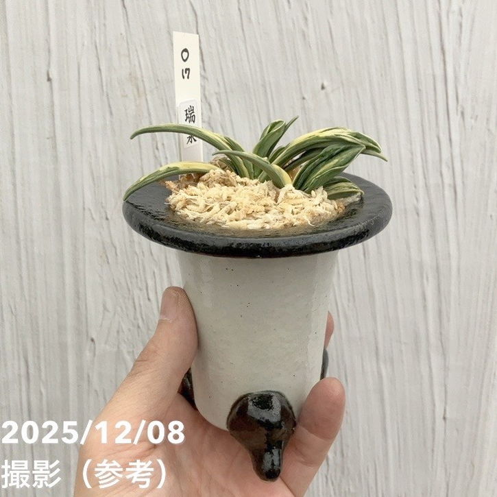 現品お届け】豊明園 万年青 オモト 瑞泉 陶器鉢（O17）｜観葉10-TU