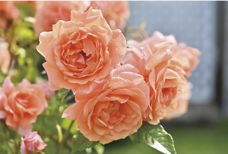 バラ大苗 レ・グラン・ビュッフェ 7号 Dorieux｜花木04-PA | 花木