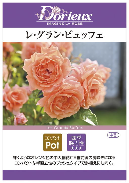 バラ大苗 レ・グラン・ビュッフェ 7号 Dorieux｜花木04-PA | 花木