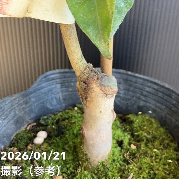 現品お届け】椿 ツバキ 6号 黄花茶 フラバ flava KM10［こだわりの前田