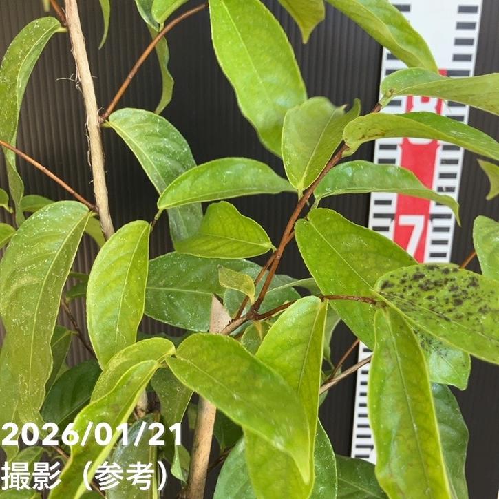 椿ページ 現品お届け】椿 ツバキ 6号 黄花茶 フラバ flava KM10［こだわりの前田