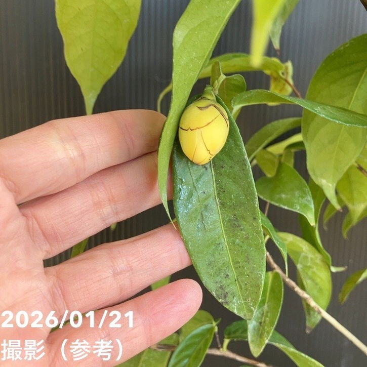 現品お届け】椿 ツバキ 6号 黄花茶 フラバ flava KM10［こだわりの前田