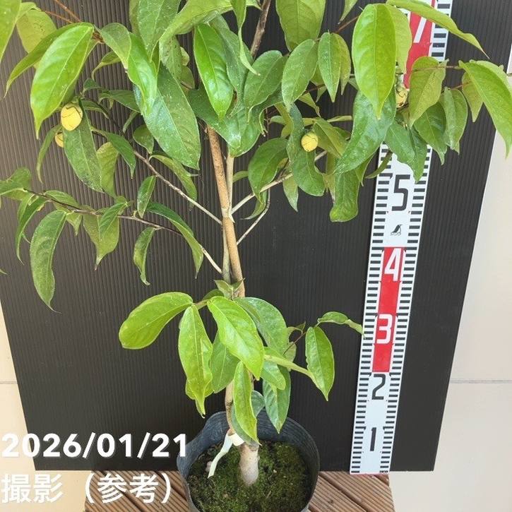 現品お届け】椿 ツバキ 6号 黄花茶 フラバ flava KM10［こだわりの前田