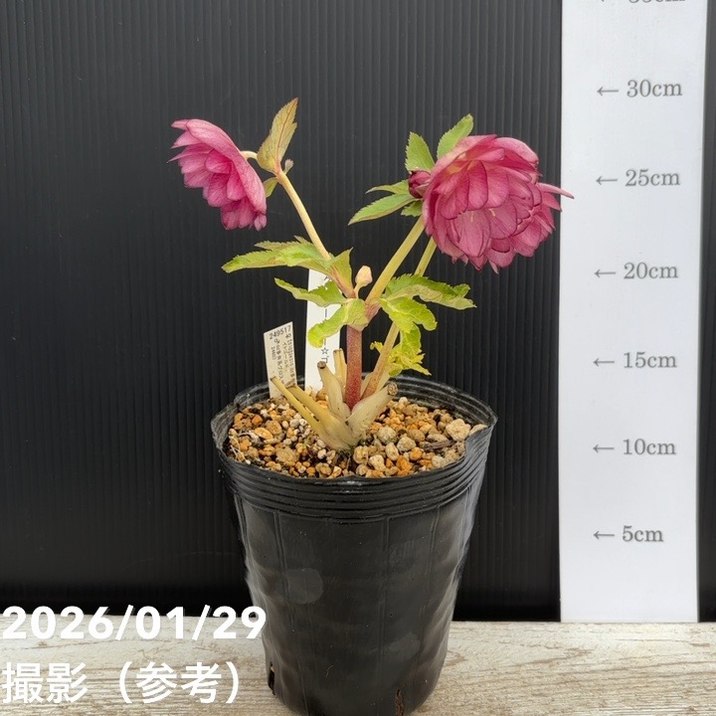 一点物】加藤農園 クリスマスローズ グロッシーカラーゴールド 4.5号