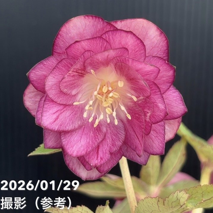 お買い得一点物咲き進み株】加藤農園 クリスマスローズ グロッシー