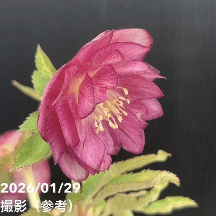 お買い得一点物咲き進み株】加藤農園 クリスマスローズ グロッシー