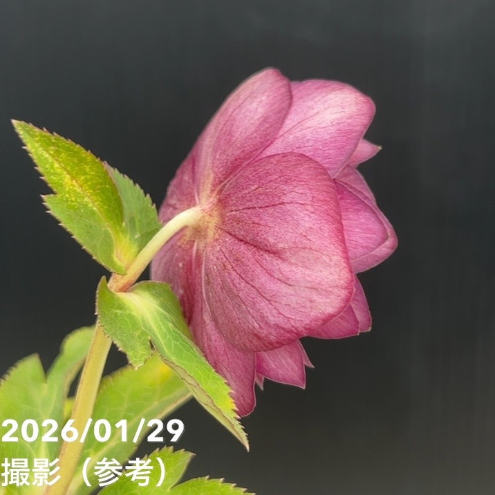 一点物】加藤農園 クリスマスローズ グロッシーカラーゴールド 4.5号