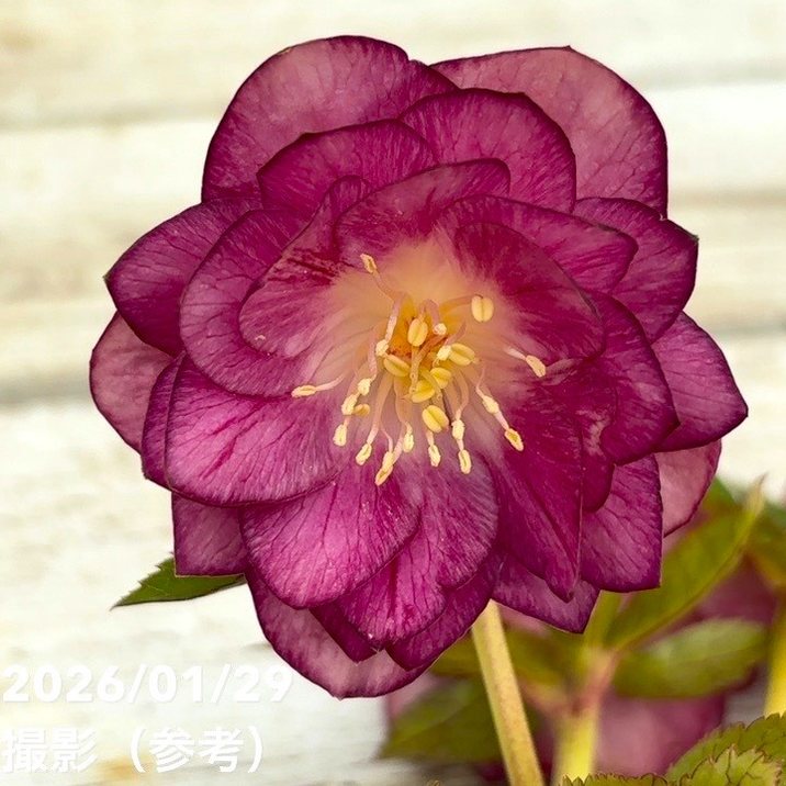 お買い得一点物咲き進み株】加藤農園 クリスマスローズ グロッシー