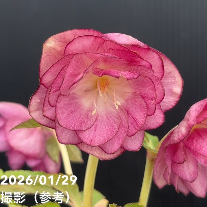 一点物】加藤農園 クリスマスローズ グロッシーカラーゴールド 4.5号