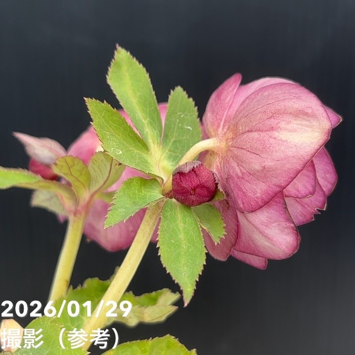 一点物】加藤農園 クリスマスローズ グロッシーカラーゴールド 4.5号