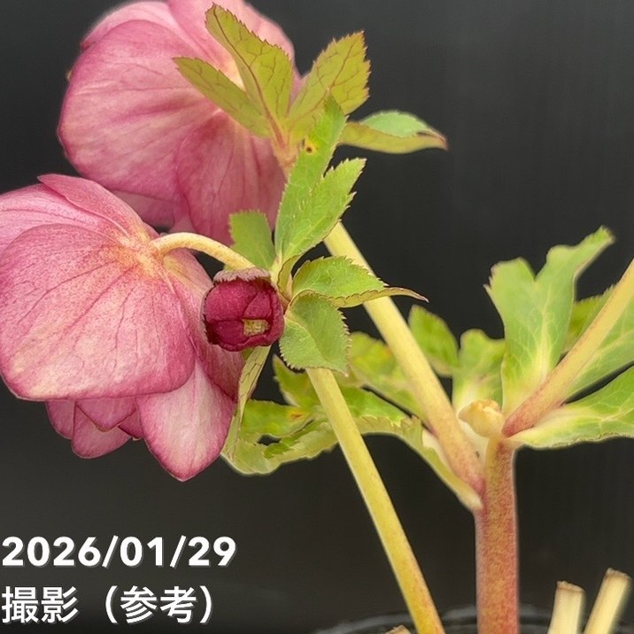 お買い得一点物咲き進み株】加藤農園 クリスマスローズ グロッシー