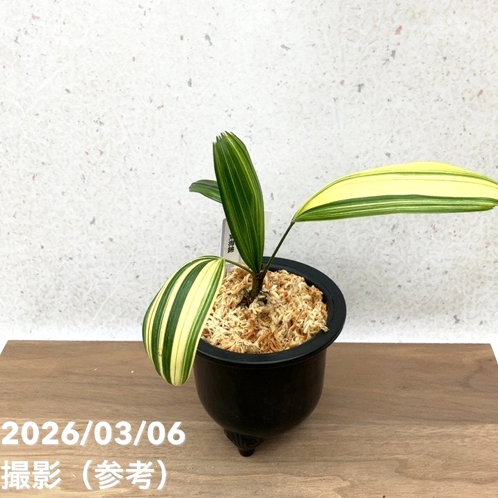 現品お届け】観音竹 カンノンチク 東海錦 とうかいにしき プラ鉢（K26
