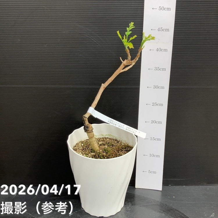 二度咲きジャカランダ 日南のめぐみ 7号 PVP｜花木10-TU | 花木・庭木