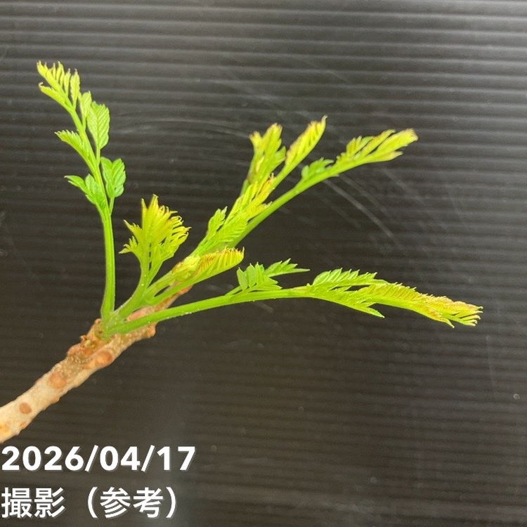 65周年記念セール】二度咲きジャカランダ 日南のめぐみ 7号 PVP｜花木