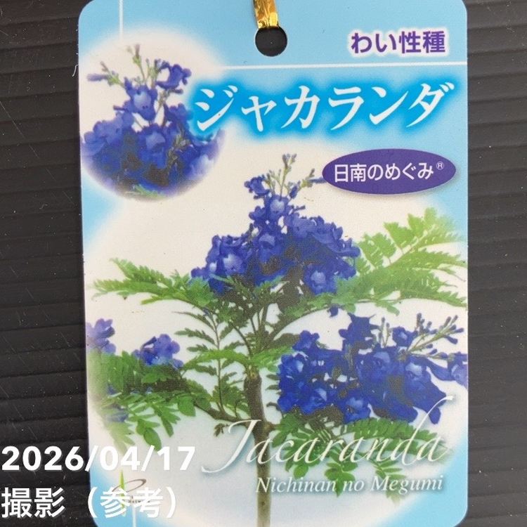 二度咲きジャカランダ 日南のめぐみ 7号 PVP｜花木10-TU | 花木・庭木