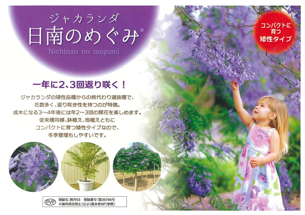 カメリアさん専用ページ 二度咲きジャカランダ 日南のめぐみ 7号 PVP｜花木10-TU | 花木・庭木