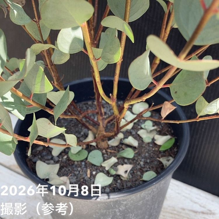 ユーカリ ウェブステリアナ（ハートリーフ）6号｜花木04-PA | 花木