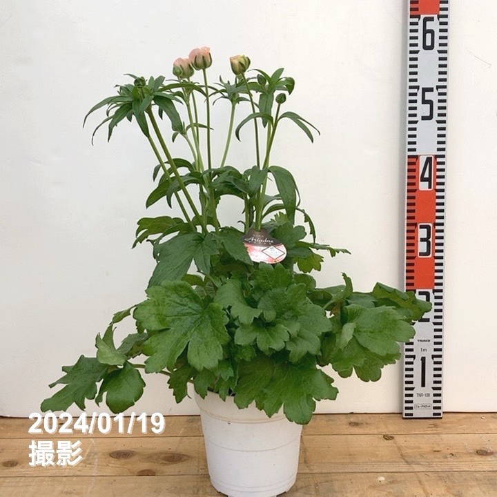 ラナンキュラス ラックスシリーズ 5号 アリアドネ｜草花10-TU | 草花