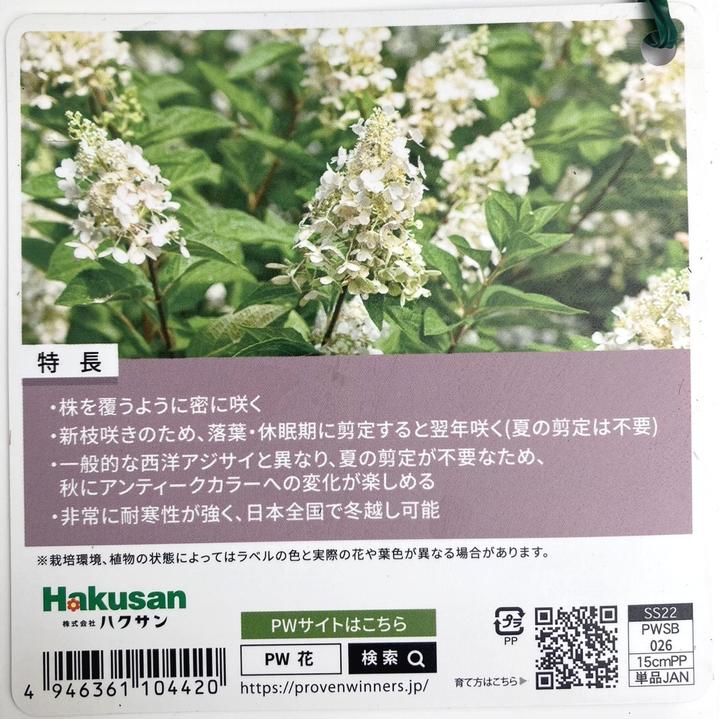 ぴんきー専用　花材他 71tBG9M0QiL._AC_UL210_SR210,