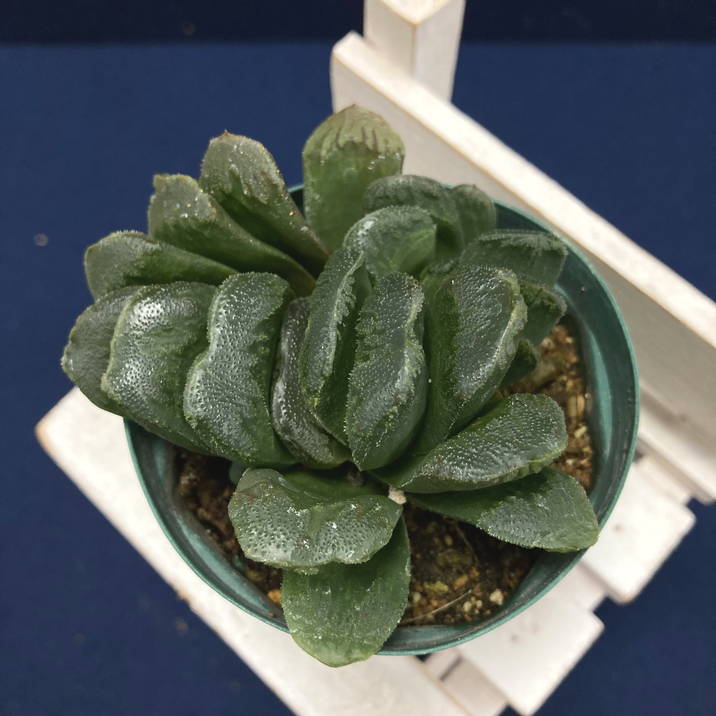 ハオルチア 2.5号 truncata hyb［2-08］｜観葉02-D2 | 観葉・多肉