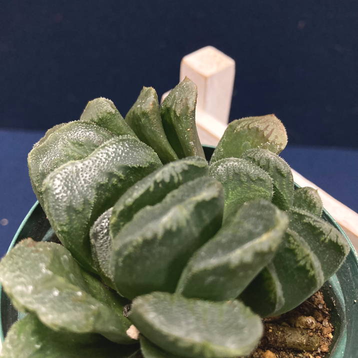 ハオルチア 2.5号 truncata hyb［2-08］｜観葉02-D2 | 観葉・多肉