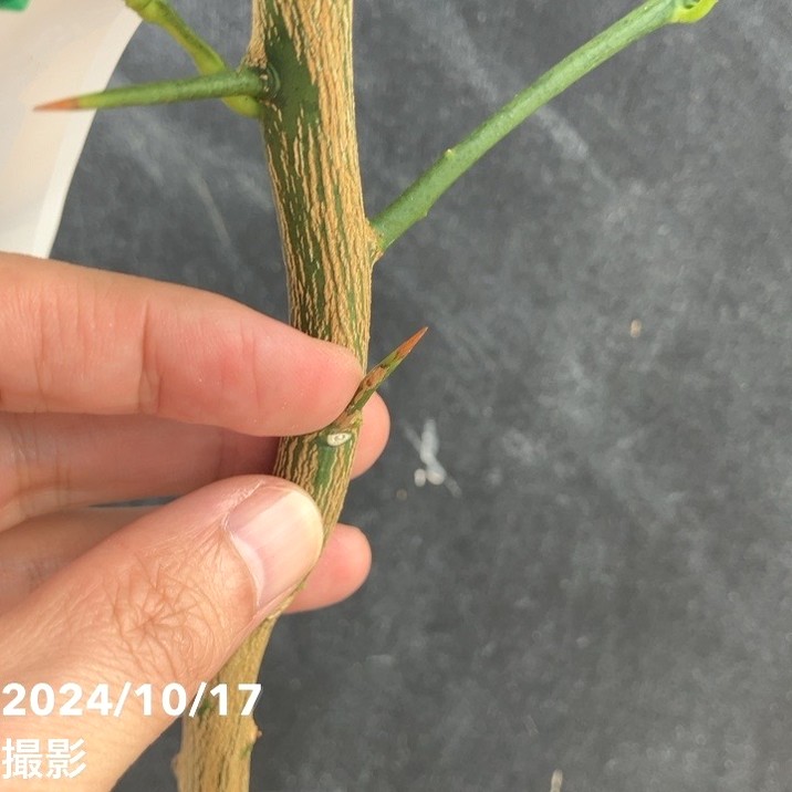 レモン 璃の香 5号ロングポット 2年生 PVP|柑橘|果樹04-PA