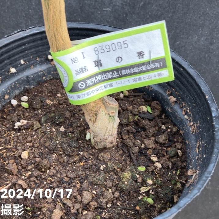 レモン 璃の香 5号ロングポット 2年生 PVP|柑橘|果樹04-PA