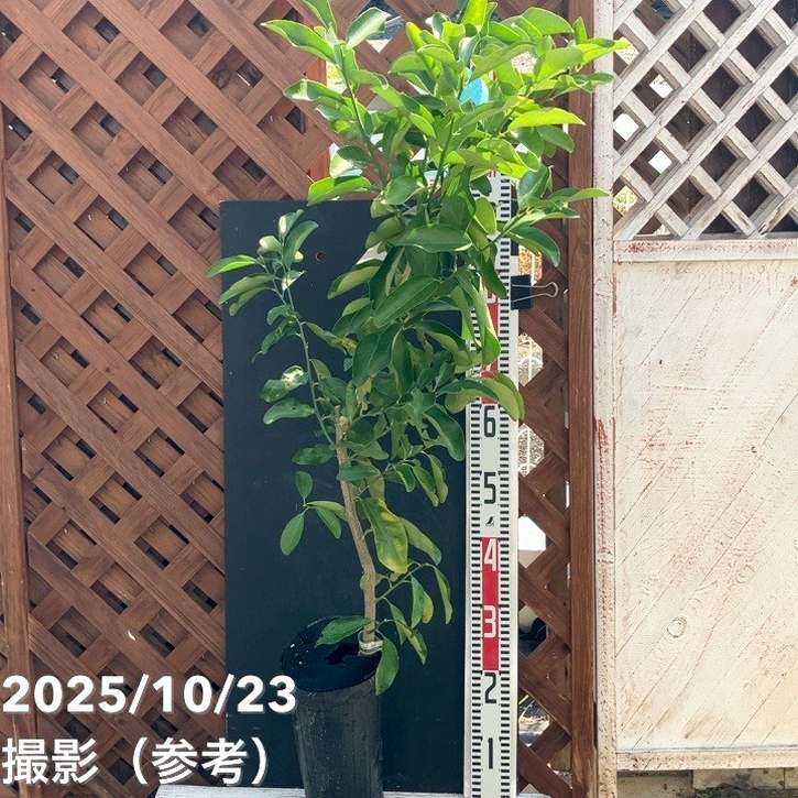 レモン 璃の香 5号ロングポット 2年生 PVP|柑橘|果樹04-PA