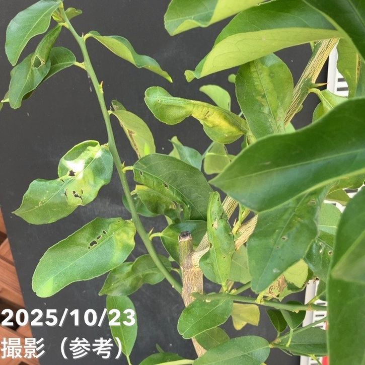 レモン 璃の香 5号ロングポット 2年生 PVP|柑橘|果樹04-PA