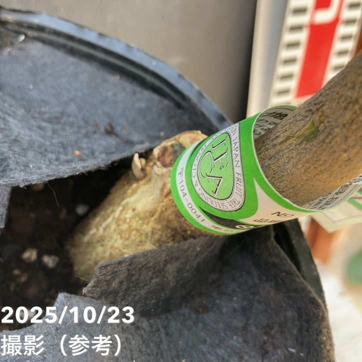 レモン 璃の香 5号ロングポット 2年生 PVP|柑橘|果樹04-PA