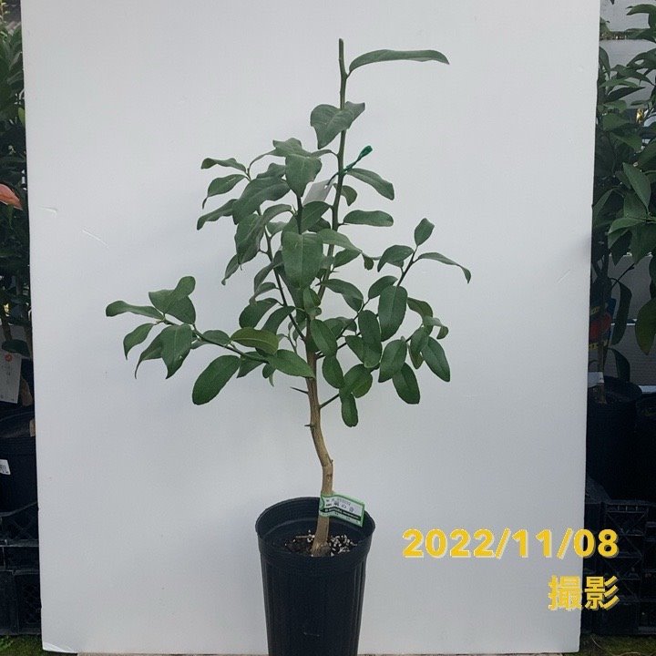 レモン 璃の香 5号ロングポット 2年生 PVP|柑橘|果樹04-PA