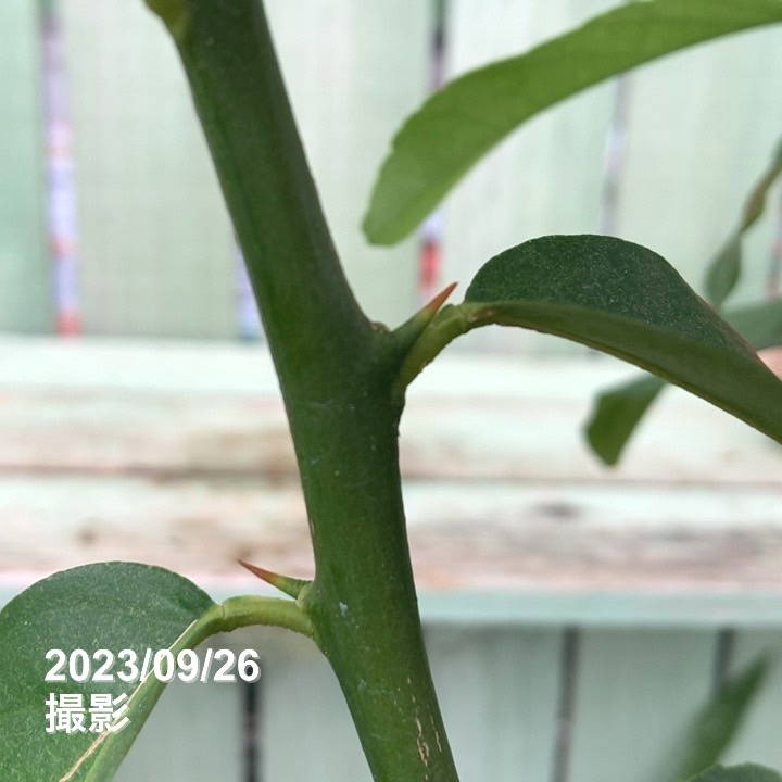 レモン 璃の香 5号ロングポット 2年生 PVP|柑橘|果樹04-PA