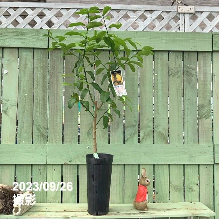 レモン 璃の香 5号ロングポット 2年生 PVP|柑橘|果樹04-PA