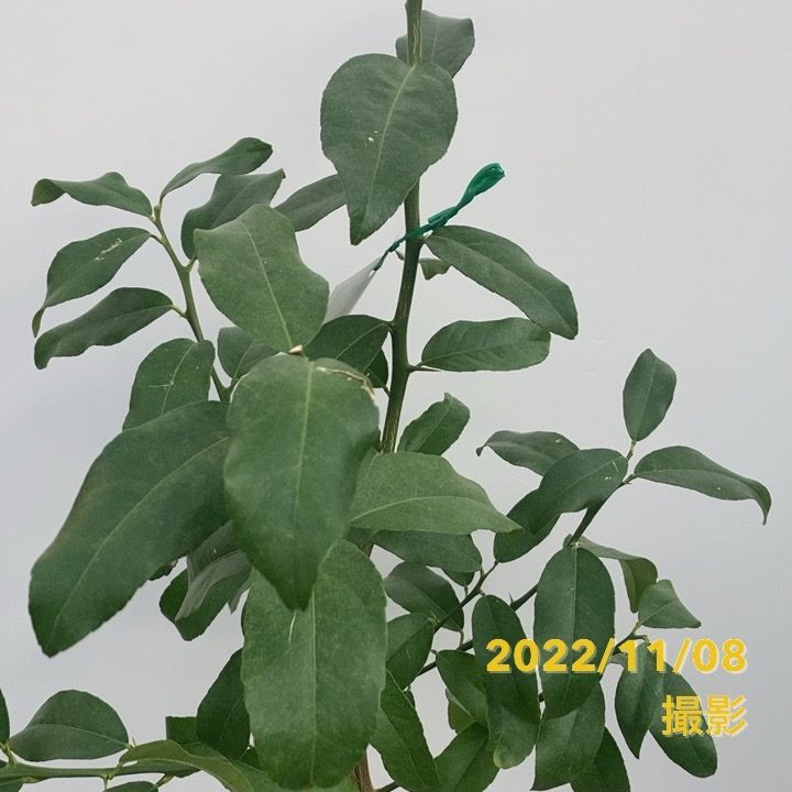 レモン 璃の香 5号ロングポット 2年生 PVP|柑橘|果樹04-PA