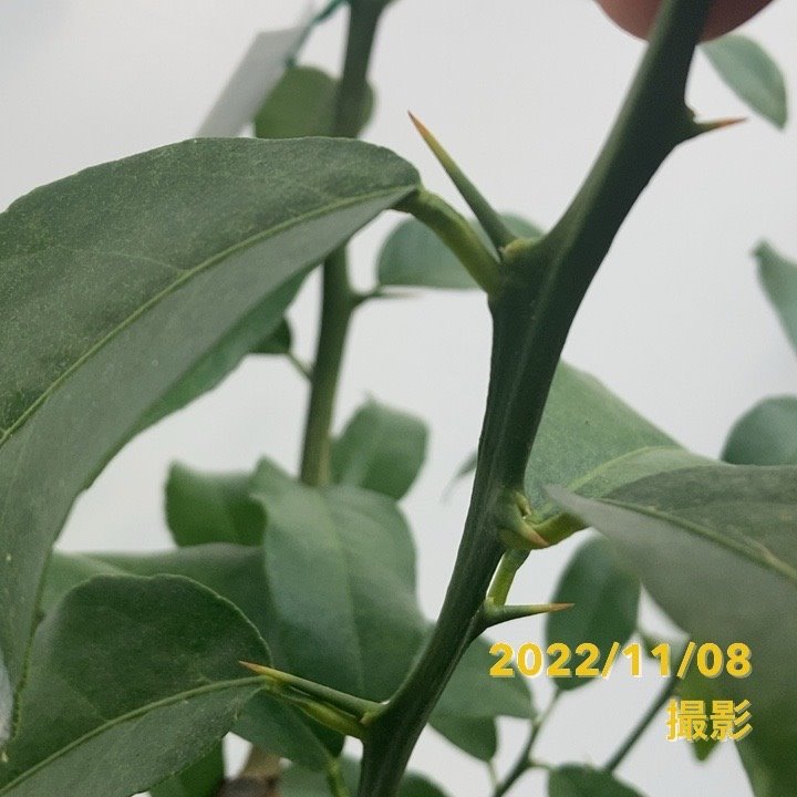 レモン 璃の香 5号ロングポット 2年生 PVP|柑橘|果樹04-PA