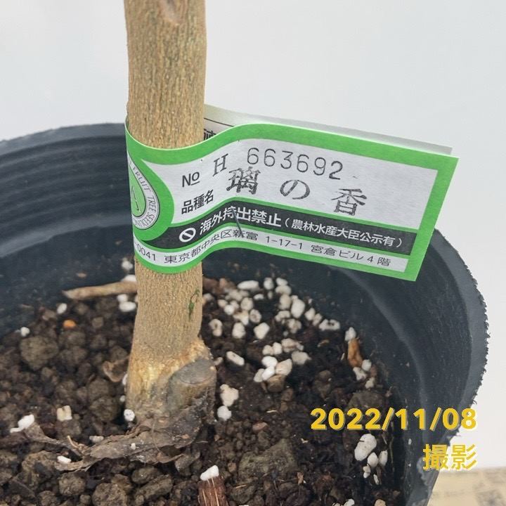 レモン 璃の香 5号ロングポット 2年生 PVP|柑橘|果樹04-PA