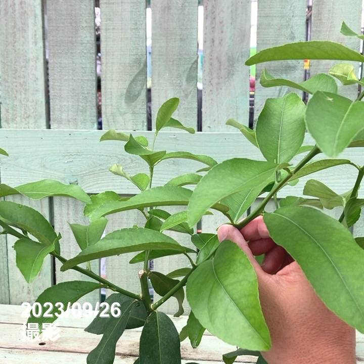 レモン 璃の香 5号ロングポット 2年生 PVP|柑橘|果樹04-PA