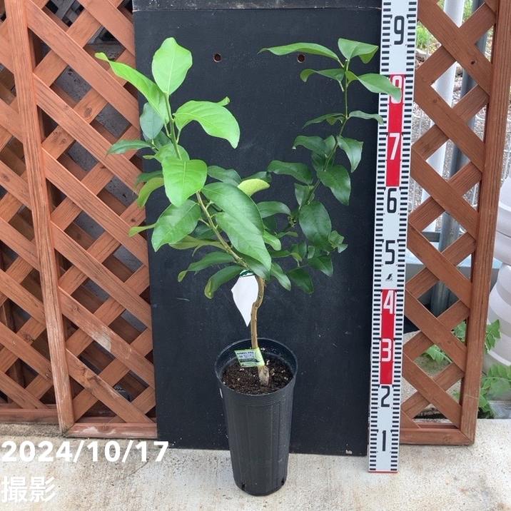 レモン 璃の香 5号ロングポット 2年生 PVP|柑橘|果樹04-PA