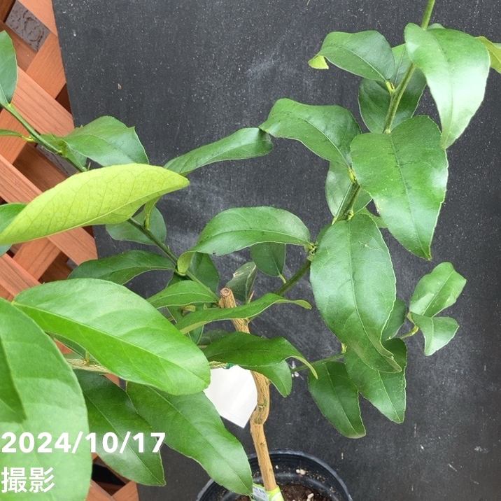 レモン 璃の香 5号ロングポット 2年生 PVP|柑橘|果樹04-PA