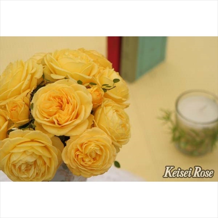 バラ大苗 ポラリス・アルファ 4.5号ロングポット 京成バラ園芸｜花木04