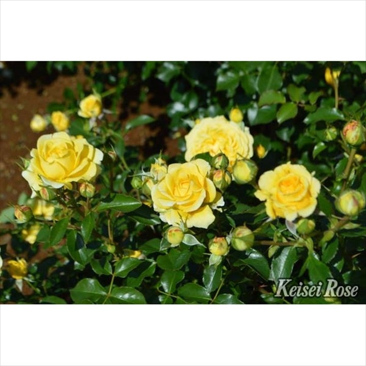 バラ大苗 ポラリス・アルファ 4.5号ロングポット 京成バラ園芸｜花木04