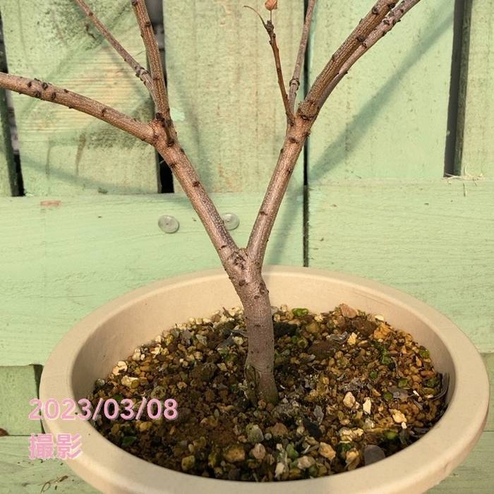 スモークツリー ルビーハート 6号｜花木04-PA | 花木・庭木