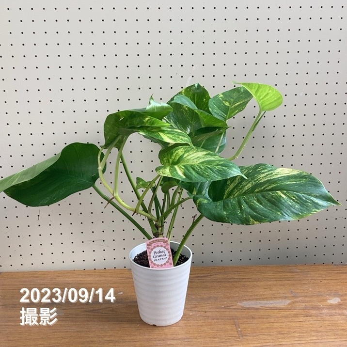 ポトス　グランデ ポトス グランデ 5号｜観葉04-PA | 観葉・多肉,ポトス | 赤塚