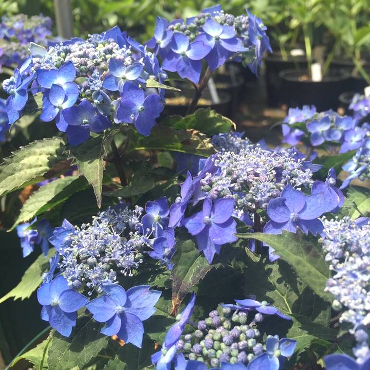 ヤマアジサイ 4号 藍姫 アイヒメ（1）｜花木01-D1 | 赤塚植物園自社