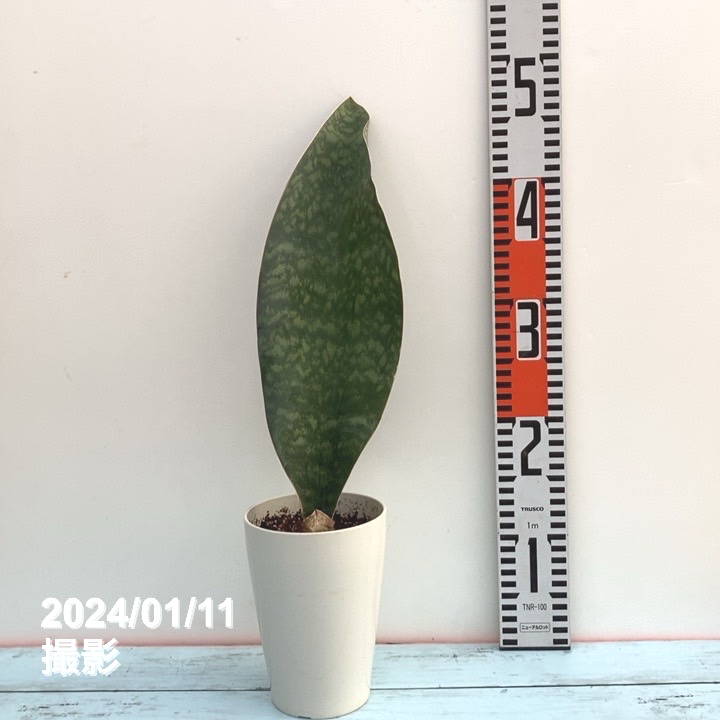 期間限定10％OFF！】サンスベリア 4号 マッソニアナ 白プラ鉢仕様