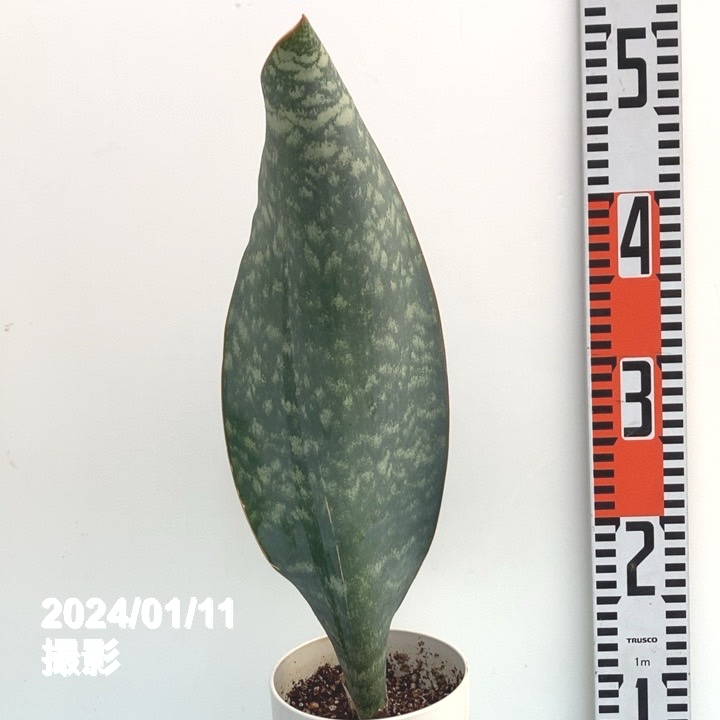 サンスベリア 4号 マッソニアナ 白プラ鉢仕様｜観葉02-D2 | 観葉・多肉