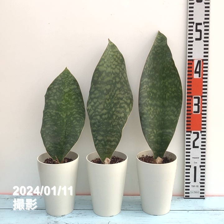 期間限定10％OFF！】サンスベリア 4号 マッソニアナ 白プラ鉢仕様