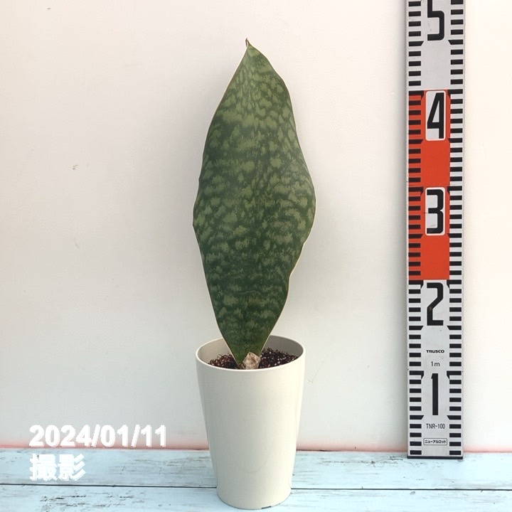 [希少]サンスベリア マッソニアーナ　美株　陶器鉢＋富士砂　ピザールプランツ 希少]サンスベリア マッソニアーナ 美株 陶器鉢＋富士砂 ピ