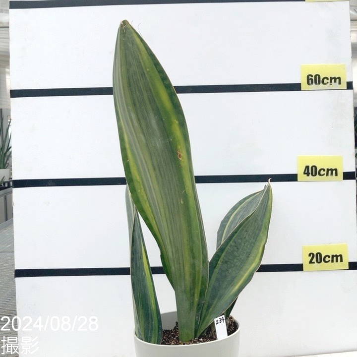 斑入り サンスベリア マッソニアーナ バリエガータ 斑入り サンスベリア マッソニアーナ バリエガータ 子株付き 現品お