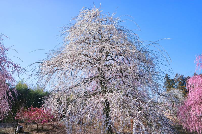 数量限定】鈴鹿の森庭園 しだれ梅名木「八重月影しだれ」接ぎ木苗 4号